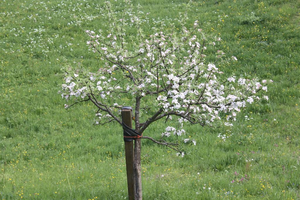 Alpenferienwohnungen Wiesenlehen เบิร์ชเทสกาเดน ภายนอก รูปภาพ